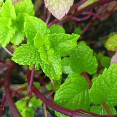 This is a close-up, eye-level, outdoor shot of vibrant green mint leaves and dark reddish-purple stems. The mint leaves are textured with visible veins and appear slightly dewy. In the background, out of focus, are other plant elements, some with a lighter, almost pale purple hue. The overall impression is that of lush foliage, possibly in a garden or planter. There are no people, structures, or specific landmarks visible that would indicate a location within Limerick, Ireland.