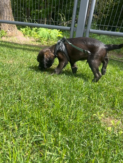 A dark brown puppy wearing a grey harness and a green leash is sniffing the grass in a yard. The puppy is in the foreground, with its head down towards the ground. In the background, there is a wire fence, a tree trunk, and lush green foliage. The sun is shining, casting shadows on the grass. The location is identified as Минзаг, Russia, although this is not visually discernible from the image itself.