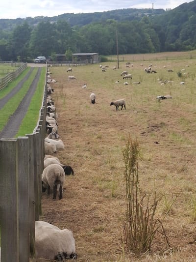The image depicts a rural scene with a flock of sheep in a field. The field is characterized by dry, matted grass and a few scattered green patches. A weathered wooden fence runs along the left side of the frame, bordering a path with two parallel strips of green grass. Several sheep are visible, with some lying down and others standing. A few sheep are gathered near the fence, while others are dispersed throughout the field. In the background, a dark-colored SUV is parked near a small shed and some trees. Beyond the field, rolling hills covered in dense green foliage rise under a cloudy sky. The image appears to be taken in Catterick Garrison, United Kingdom, given the typical landscape and agricultural presence associated with the area.