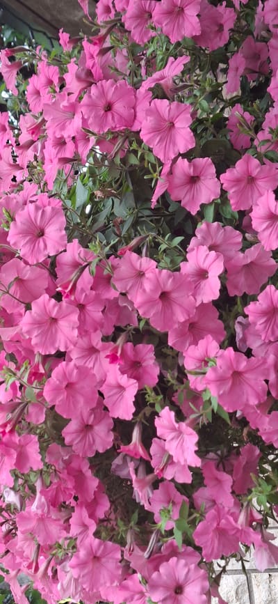 A close-up, vertical, outdoor, eye-level, full shot captures a dense cluster of bright pink petunias, their trumpet-shaped blooms overlapping and cascading. The flowers, in various stages of bloom and wilt, are interspersed with dark green foliage and thin, brown stems. The background shows a hint of a rough, light-colored stone wall on the right, and a darker, possibly wooden, structure at the top left. The lighting suggests daylight, with some shadows creating depth. The image appears to be taken in Kaali, Estonia, likely in a garden or hanging planter given the abundance of flowering plants. There are no people or animals present.