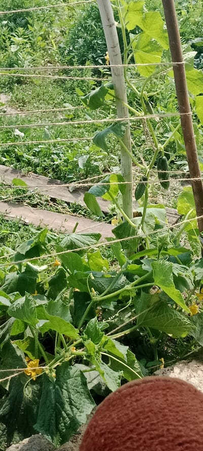 The image shows a close-up view of a cucumber plant growing in a garden. The plant has large green leaves, yellow flowers, and several small cucumbers visible. The plant is supported by stakes and strings, suggesting it is being trellised. In the foreground, a portion of a brown, textured object, possibly a piece of clothing or a mat, is visible. The background is filled with greenery, indicating a natural outdoor environment. The overall scene depicts a flourishing garden with growing produce. The location is specified as a rural district of Kazakhstan, Январцев ауылдық округі.