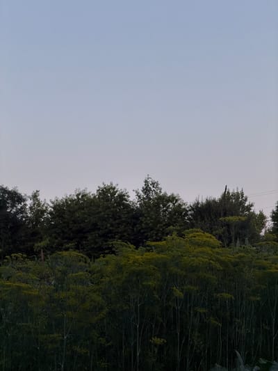 The image depicts a natural landscape with a dense stand of tall, feathery green plants in the foreground, likely dill or fennel, reaching towards a band of dark green trees on the horizon. The sky above is a pale, clear gradient from a light blue near the horizon to a slightly deeper blue overhead. The scene appears to be an outdoor, rural setting, possibly a field or garden, located in or near the village of Novosilka, Ukraine, given the information provided about the location. There are no people or discernible man-made structures other than possibly a hint of a utility pole or wires in the far right background. The lighting suggests it may be twilight or early morning.