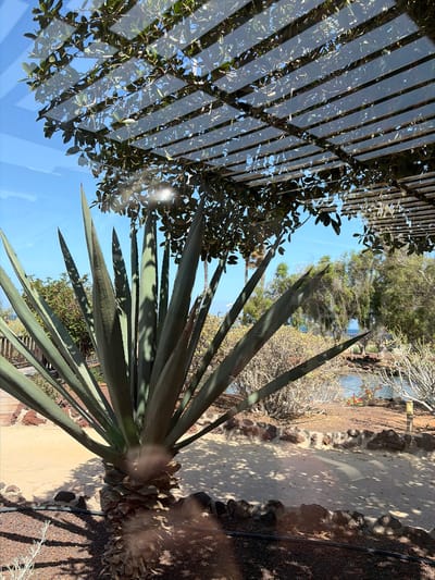 The image shows a close-up of a large agave plant in a garden setting. The plant has thick, spiky green leaves and a thick, fibrous base. It is positioned in the foreground, with its leaves fanning out. Behind the agave, there is a pathway with shadows cast from above. Further in the background, there are various shrubs and trees, a body of water, and a clear blue sky. A wooden structure with horizontal slats, possibly a pergola, is visible overhead, with some greenery growing through it. The scene appears to be outdoors in a sunny environment, likely a botanical garden or a well-maintained outdoor space. The image does not contain any people or specific urban elements that would indicate a city location, though the style of vegetation suggests a warm climate, possibly coastal. The presence of a body of water and the arid-looking vegetation might suggest a location like Antigua, Spain, known for its volcanic landscapes and beach resorts.