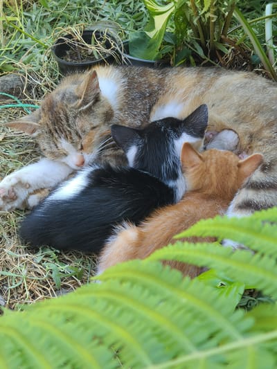 In Mala Pereshchepyna, Ukraine, a tabby cat sleeps nestled amongst green ferns. Beside it, three kittens are asleep. One kitten is black and white, another is orange, and the third appears to be partially hidden. The scene takes place outdoors, with dry grass and a few small plants surrounding the sleeping animals. A black pot with dry twigs is visible in the background, as well as a green string.