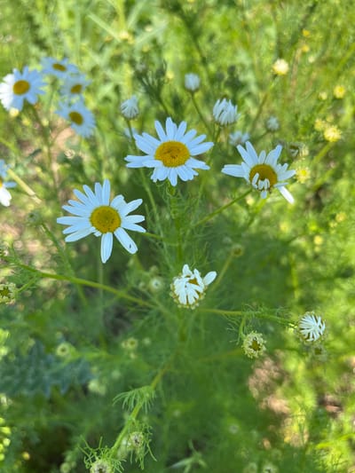In Nizhnyaya Maktama, Russia, a close-up, high-angle shot captures a cluster of chamomile flowers in a natural, sun-dappled environment. The foreground features several fully bloomed white daisies with bright yellow centers, their delicate petals spread open. One daisy, positioned centrally and slightly to the left, exhibits a small, dark insect on its petals. Other blossoms are either partially open, tightly budded, or past their prime, with some showing white, tightly furled petals. The background is a soft blur of lush green foliage, suggesting a meadow or garden setting, with out-of-focus highlights hinting at sunlight filtering through leaves. The overall impression is one of natural beauty and the delicate details of wildflowers.