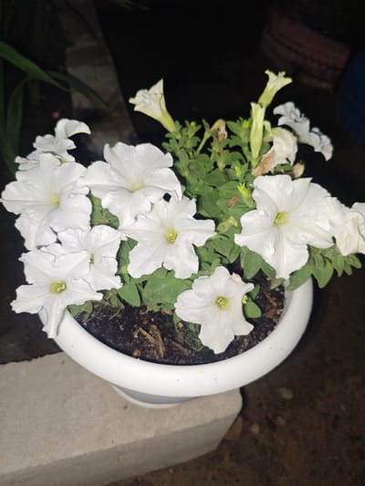 This is a close-up, low-light photograph of a white petunia plant in a white pot. The pot is placed on a concrete ledge. The petunias are blooming with several large, white flowers with yellow centers. Some of the flowers are fully open, while others are still in bud. The plant has green leaves and stems, and some dried brown leaves are also visible, suggesting the plant may be past its prime or experiencing some stress. The background is dark and out of focus, with hints of foliage and possibly other plants or objects. The overall impression is one of a garden setting at night or in dim lighting. The location is identified as Shu, Kazakhstan. No people, text, or specific weather conditions are evident.