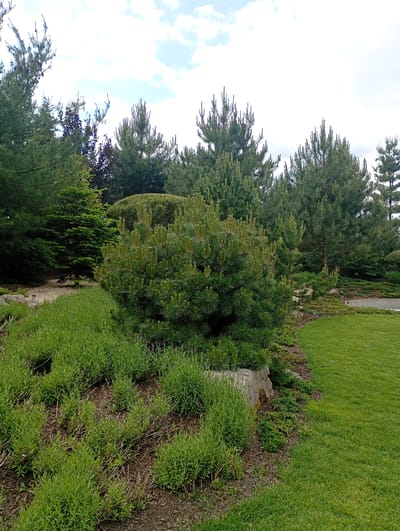 The image depicts a lush garden area, likely a park or a well-maintained private garden, located in Nowa Wieś Szlachecka, Poland. The scene is dominated by various evergreen trees, including several pine trees of different sizes and densities, as well as a smaller, more compact pine shrub in the foreground. The ground is covered with a variety of low-lying green vegetation, some appearing as dense ground cover and others as more spread-out, wispy plants. There is a large rock partially visible amidst the greenery. To the right of the frame, a meticulously manicured lawn stretches out. The sky above is partly cloudy with patches of blue visible. The overall impression is one of a serene and verdant outdoor space.