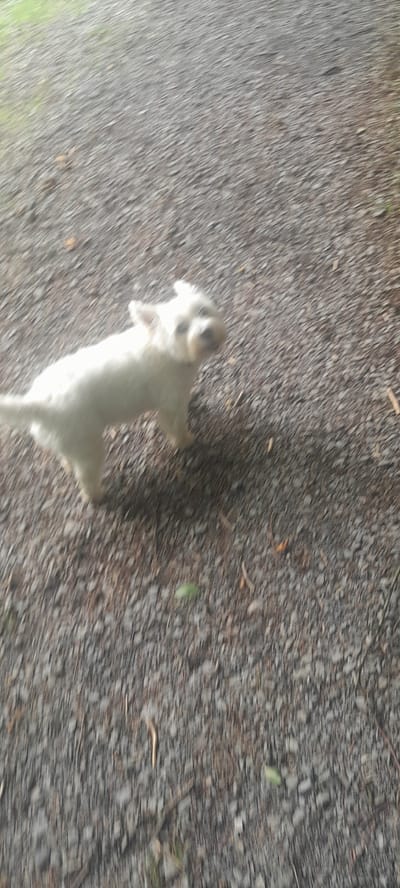 A small white dog is captured in motion on a gravel path in Rossmore Park, Ireland. The dog, which appears to be a West Highland White Terrier or similar breed, is facing the camera with its mouth slightly open and its ears perked up. Its fur is short and white, and its tail is extended behind it. The dog is positioned on the left side of the frame. The background consists of a dense gravel surface with scattered leaves and twigs. The lighting suggests it is daytime, with some overgrowth of green grass visible on the far left of the image. The image is slightly blurred due to the dog's movement.