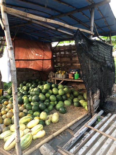 A roadside stall in Glagah Arum, Indonesia, displays a large quantity of watermelons and other fruits under a makeshift bamboo and blue tarp shelter. The watermelons are predominantly green with dark green stripes, piled high on the straw-covered ground. Interspersed with the watermelons are other fruits, including melons and elongated, striped fruits that resemble cantaloupes or honeydew melons. Some of these fruits are cut open, revealing their flesh.
Behind the fruit display, a bamboo wall forms the back of the stall. A shelf is mounted on this wall, holding various items including a white plastic basket filled with smaller fruits, a brown bucket, a green watering can, and plastic bottles. A large, orange tarp hangs behind the shelf, and a black net is draped over the right side of the shelter. The stall is constructed from natural materials, with bamboo poles supporting the roof and woven bamboo forming the walls. Wooden planks are used for flooring in some areas, and a rough concrete surface is visible to the right. No people are visible in the image. The environment appears to be outdoors, likely in a rural or semi-rural setting, with greenery visible in the background.