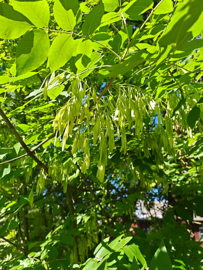 A close-up, eye-level shot captures a cluster of pale green, elongated seed pods hanging from the branches of a tree. The pods are clustered together, forming a cascade that drapes downwards. The surrounding foliage consists of vibrant green leaves, some of which are backlit by sunlight, creating a dappled effect. The background reveals a blurred scene of buildings and more trees, suggesting an outdoor, possibly urban or suburban, environment. The lighting indicates it is daytime, with bright sunlight casting shadows. The image was taken in Buy, Russia.