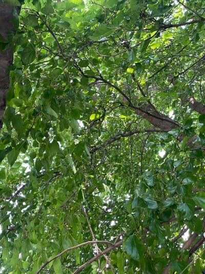 The image shows a close-up view of a tree canopy with dense green leaves and visible branches. The perspective is from below, looking up into the tree. Several small, undeveloped green fruits or buds are scattered among the leaves. The lighting suggests it is daytime, with some sunlight filtering through the foliage. The image does not contain any people or specific urban features that would definitively place it in Khadzhalmakhi, Russia. The scene is natural, focusing solely on the tree's foliage and branches.