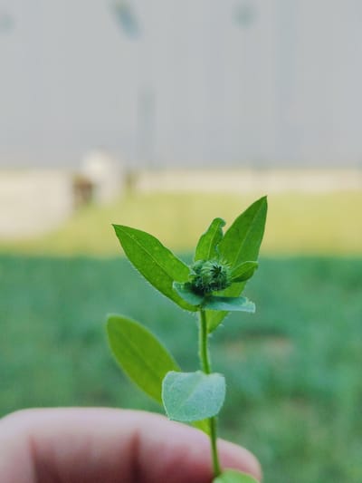 A close-up shot focuses on a small green plant with a developing bud at its tip, held by a human hand. The plant is in the foreground, with its leaves and bud sharply defined. The background is blurred, showing a green grassy area and a light-colored structure, possibly a building. The image appears to be taken outdoors.