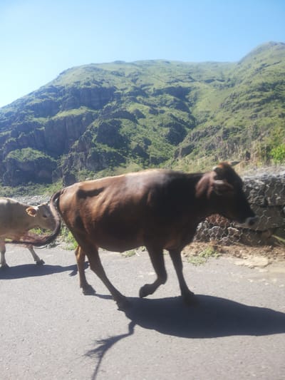 In Tmogvi, Georgia, two cows are walking on a paved road. The larger cow, a dark brown bovine, is in the foreground, positioned to the right and facing left. Its head is down, and its body is angled slightly away from the viewer. The smaller cow, a lighter brown calf, is to the left of the larger cow and slightly behind it, also facing left. Both animals have their tails extended. The road is gray asphalt, and to the right of the road is a stone wall constructed with wire mesh and filled with stones. Behind the wall, the ground is covered in dry vegetation. In the background, a steep, green mountain rises dramatically. The mountain is covered in lush green grass and features rocky cliffs and ravines. The sky is clear and bright blue.