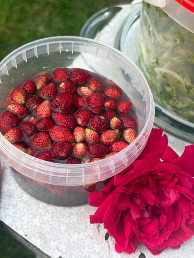 In Белая Холуница, Russia, a clear plastic container is filled with wild strawberries submerged in a reddish liquid, likely juice or water, with some strawberries floating on the surface. The container is partially visible, with its ribbed rim suggesting it's a disposable food container. To the right of the container, a large, vibrant red rose is in full bloom, its petals unfurling. Behind the strawberry container, a glass jar or dispenser with a white lid is visible, containing green leafy material suspended in liquid, possibly for preservation or display. The setting appears to be outdoors, with a hint of green grass in the background, suggesting a garden or natural environment. The overall scene evokes a sense of freshness and natural abundance.