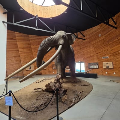 The image shows a large, realistic taxidermy exhibit of a mammoth inside a museum. The mammoth, with its distinctive long, curved tusks, is positioned on a sandy, diorama-like platform surrounded by dead branches and a large piece of driftwood. A black rope fence with metal stanchions is placed in front of the exhibit. A small sign with text in Bulgarian is visible on one of the stanchions.
The museum interior features a distinctive curved wooden wall, giving the impression of a dome or a circular structure. The ceiling has exposed black metal beams and a large circular skylight allowing natural light to illuminate the space. Additional exhibits, including framed pictures and display cases, are visible on the walls in the background. The floor is a light gray concrete.
This scene is located in the "Paleontological Museum - Dorkovo" in the city of Dorkovo, Bulgaria, known for its significant paleontological finds, particularly mammoths.