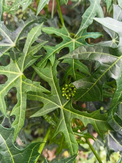 A vibrant cluster of green leaves with a distinct palmate shape dominates the scene. Each leaf exhibits sharply defined lobes and deep serrations along the edges. Prominent veins radiate from the center of each leaf, adding to their intricate detail. At the heart of the foliage, a cluster of small, round, green buds suggests the plant's potential for blooming. The composition conveys a sense of lushness and the vitality of plant life.