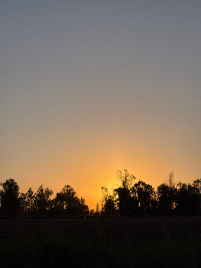 A tranquil sunrise paints the sky with hues of orange and grey. Silhouetted trees and tall grasses line the right edge, their dark forms contrasting against the radiant horizon. The sun's glow filters through the branches, creating a soft, ethereal light. The vast expanse of the sky dominates the scene, suggesting a serene and expansive landscape.