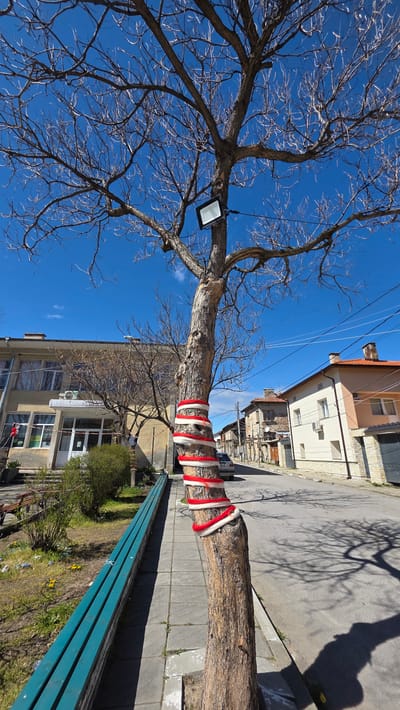 A tree with bare branches extends toward a clear blue sky. It's located in a city environment, possibly Slatino, Bulgaria based on the prompt. The tree's trunk is wrapped with alternating red and white stripes. A rectangular spotlight hangs from the upper branches. A building and a section of street are in the background, and a blue bench is situated next to the tree. The scene is brightly lit.