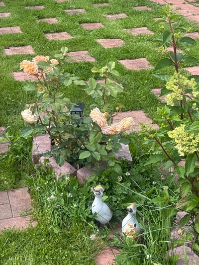 The image depicts a garden path made of square paving stones interspersed with grass, a rose bush with pale orange flowers, and a flowering shrub with small yellow-green flower clusters. Two ceramic duck figurines are present in the foreground, nestled among grass and white clover flowers. A small black lantern sits near the rose bush. The scene appears to be in a suburban garden setting.