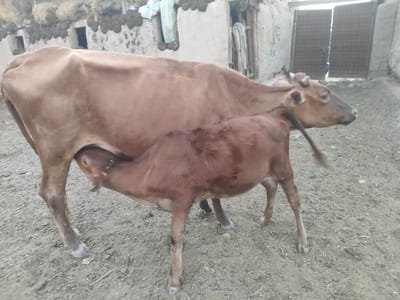 A mother cow and her calf are in a dusty yard outside of a rural building. The cow is brown and its body is angled towards the left of the frame. Its calf, which is also brown, is positioned beneath the cow and is suckling. The ground is covered in a mixture of dirt and small pebbles. In the background, there is a rustic building with a rough-textured wall and a wooden door. Hay bales and what appear to be dried dung patties are visible on top of the building's wall. The scene is located in Sultonobod, Tajikistan.