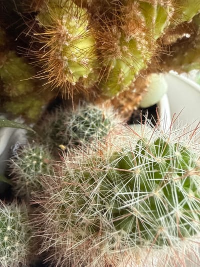 The image is a close-up shot of several cacti plants potted together in a white container. The cacti are predominantly green with numerous sharp spines of varying colors, including white, brown, and reddish hues. Some of the cacti have a fuzzy appearance due to dense hair-like structures. The background is blurred but suggests an indoor environment with some soft lighting. No specific location in Užliekniai, Lithuania can be determined from the image.