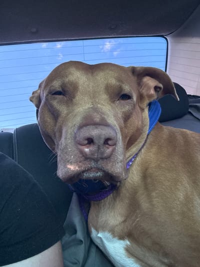 A medium shot captures a brown pit bull dog sitting in the back seat of a car, facing forward. The dog has a relaxed expression, with its eyes partially closed and its ears perked slightly. It wears a blue and purple collar. The interior of the car is visible, including a dark gray seat and a portion of a person's arm on the left side of the frame. Through the rear window, a bright blue sky with thin white clouds is visible, with faint horizontal lines indicating the defroster grid. The image is lit by natural light, creating a slightly hazy atmosphere. The location in the city of Dorohanivka, Ukraine is not depicted or suggested by any visual elements in the image.