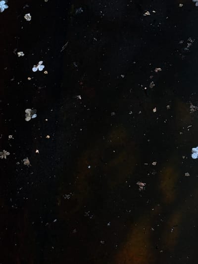 The image depicts a close-up, high-angle view of a dark, textured surface, possibly water or damp earth, with scattered small white flower petals and debris. The lighting is dim, with some areas showing reflections or variations in the dark surface's sheen. The scene is devoid of any human presence or recognizable landmarks that could pinpoint a specific location within Ovsyanka, Russia. The focus is solely on the arrangement of natural detritus on the dark ground.