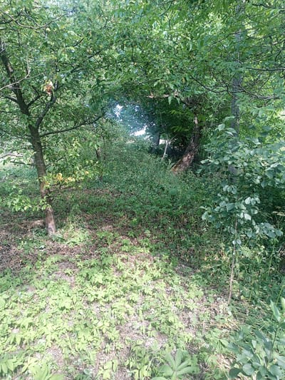 The image depicts a natural, overgrown scene with dense foliage and trees. The foreground is covered in low-lying green plants and fallen leaves, with a dirt path partially visible. In the midground, several trees with green leaves are present, creating an archway or tunnel-like effect. The background is filled with more trees and vegetation, with some sunlight filtering through the leaves. The overall impression is one of a wild or uncultivated area, possibly a wooded backyard or a neglected park. Based on the available information, this scene is located in Yampil, Ukraine. No people are visible in the image.