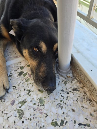 A medium shot captures a German Shepherd dog lying down, its head resting near a white pole that is bolted to a marble-like floor. The dog has black fur with tan markings on its face and legs. Its eyes are open, and it appears to be looking towards the viewer. A small white tag is attached to its left ear. The floor is a mosaic of white, green, and purple stone pieces. To the right of the pole, a white metal railing is visible, suggesting an outdoor setting, possibly a balcony or patio. The background shows a blurred green foliage and a light-colored wall. The scene is well-lit, indicating daylight. The location is identified as Agii Anargiri, Greece.