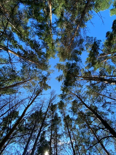This is a low-angle, wide shot of a forest canopy against a clear blue sky. The trees, appearing to be pine or similar conifers, are tall and slender, with dark green needles and bare branches. The shot is taken from the perspective of looking straight up from the forest floor, creating a dizzying effect as the tree trunks and branches converge towards the center of the frame. Sunlight filters through the gaps in the foliage, creating bright patches and highlighting the texture of the bark. The overall impression is one of being immersed in nature, with the sky serving as a vibrant backdrop to the natural architecture of the trees. This scene is located in the Вагулин ауылдық округі, Kazakhstan, a rural administrative district known for its natural landscapes.