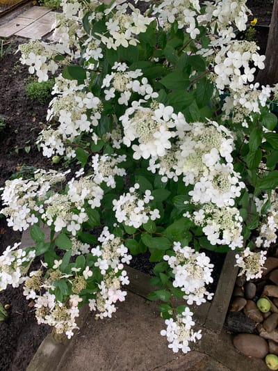The image shows a close-up of a blooming white hydrangea bush in an outdoor setting. The flowers are clustered in large, conical panicles, with individual florets being small and star-shaped. Some of the flowers appear to be tinged with pink. The bush has dark green, glossy leaves. In the background, there is dark soil, some small green plants, and what appears to be a pathway made of light-colored pavers. To the right, a portion of a wooden structure and some large, smooth stones are visible. There are also a couple of small green fruits scattered on the ground near the stones. The scene suggests a garden or yard. There is no indication of the city of Dubnik, Russia, or any people.