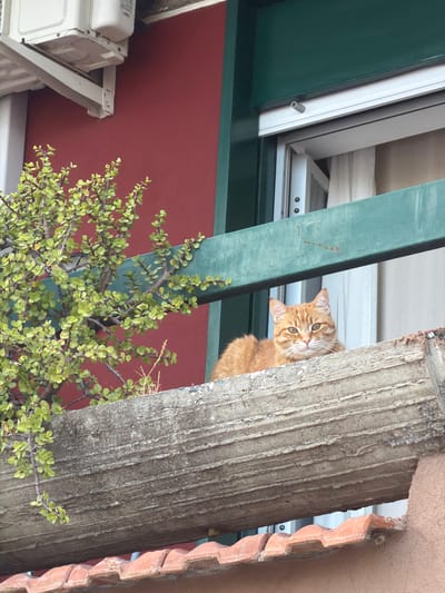 An eye-level, upward-angled photograph shows a partially obscured ginger cat peeking from behind a textured wooden post and a blue-green support beam, with green foliage visible in the foreground.
The cat's face, featuring green eyes and white whiskers, is turned towards the camera. The top of a textured gray wooden post is on the right of the cat. A blue-green angled support beam is to the left of the cat, partially obscured by the foliage of a leafy green plant.
Behind the blue-green support beam and the top of the gray wooden post is the edge of a building with a red exterior. A white air conditioning unit is mounted on the wall on the left side of the frame. Parts of a white-framed window are visible behind the cat and support beam. The right edge of the photo shows part of a brown tile roof.
Given the user's request for the location, and if the location is known to be accurate, it can be included in the description. The photo was taken in Chianchitta, Italy.