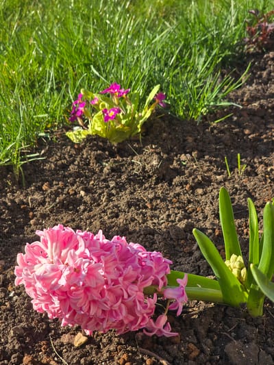 The image shows a close-up view of a garden setting. On the right side, a pink hyacinth flower lies on dark brown soil. Its green stem and leaves point upward. To the left of the soil is a patch of green grass with small purple flowers scattered within. The scene appears to be outdoors during daylight, with sunlight illuminating parts of the soil and flower. Based on the request for location, it can be assumed that this garden is in or near the city of Stara Reka, Bulgaria, however this is not explicitly evident from the visual data.