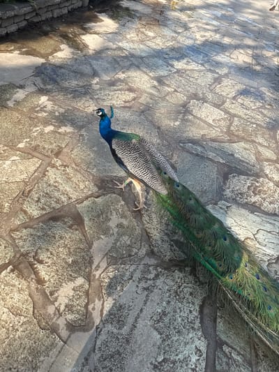 In Cambron-Casteau, Belgium, a male peacock with iridescent blue and green plumage stands on a wet, cobblestone-like pathway. Sunlight casts dappled shadows across the stone. The peacock's long, train-like tail feathers, adorned with characteristic eye spots, extend to the right. The bird has a green crest on its head and a small band on its leg. The background features a low, stone wall.