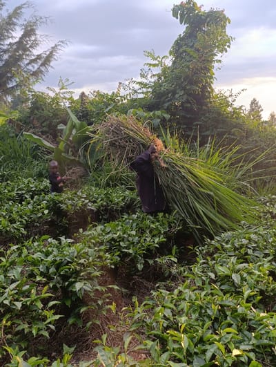 The image depicts a rural outdoor scene in Kaplelwo, Kenya, characterized by dense, vibrant green vegetation. In the midground, an adult, dressed in dark clothing, is shown from behind and slightly to the side, carrying a very large, heavy bundle of freshly cut grass or fodder on their back. The bundle consists of long, light green blades of grass, suggesting a recent harvest. To the left of the adult, a small child, wearing a dark top, stands facing left, partially visible amongst the plants, seemingly accompanying the adult.
The foreground and midground are dominated by numerous rows of well-maintained tea bushes with bright green leaves, indicating an active tea plantation. The background features a variety of other lush plants and trees, including tall, slender conifers on the far left and a prominent large tree covered in thick vines on the right, which rises against the sky.
The sky is partly cloudy with patches of lighter areas. The lighting suggests either late afternoon or early morning, with soft, slightly golden sunlight originating from the right side of the frame, illuminating parts of the vegetation and the grass bundle. The overall atmosphere conveys a sense of everyday agricultural work in a verdant, natural setting. No text is visible in the image.