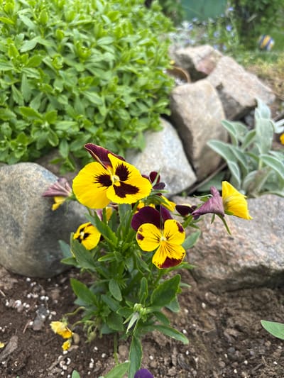 This media file captures a vibrant, close-up view of a garden bed in Dnp Ryzhiki, Russia, showcasing several colorful pansies among rocks and foliage.
The primary subjects are multiple yellow and deep purple pansy flowers (likely Viola x wittrockiana). The most prominent flower, positioned in the upper center-right, features bright yellow petals with a striking, irregular blotch of dark purplish-black at its center, resembling a face or mask. Another similar yellow and purple pansy is visible to its lower left, and several more are scattered in the background, some partially obscured or just beginning to bloom. One partially open flower bud, with purple sepals and unfolding yellow petals, is visible in the lower-center.
Surrounding the pansies are various natural elements. Large, smooth, grey-brown rocks are interspersed throughout the frame, defining the contours of the garden bed. Dark brown soil, dotted with small white granular material (possibly perlite or fertilizer), is visible in the foreground and to the left of the main flower cluster. Lush green foliage of different textures and shades fills the remaining space. To the far right, a dense mass of light green, finely textured ground cover with small leaves creates a soft backdrop. In the lower-center and right, some plants with silvery-grey, slightly fuzzy leaves are visible, possibly dusty miller.
The scene appears to be set during daytime under bright, natural light, as indicated by the clear visibility and vibrant colors. No specific activity or event is taking place, presenting a static snapshot of a blooming garden. There is no visible text in the image. The overall impression is one of natural beauty and careful gardening.