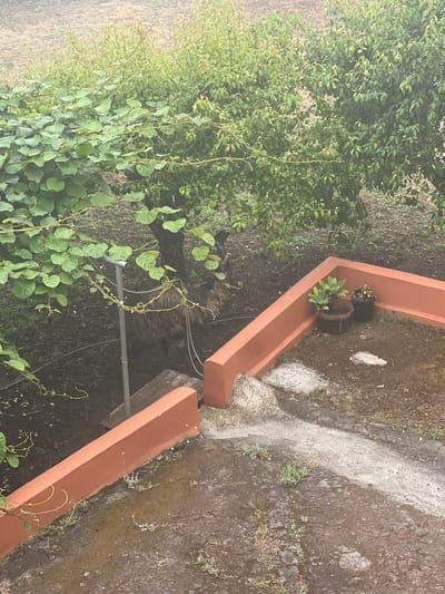 The image shows an outdoor scene with lush green foliage, a corner garden bed with two potted plants, and a textured pathway. The garden bed is made of reddish-orange material and is geometrically shaped, with one potted plant appearing healthy and green, and the other looking somewhat wilted. The pathway is made of concrete and has a rough, uneven texture, with patches of moss and small weeds growing in its cracks and surrounding areas.

In the background, dense green leaves from trees and vines dominate the left side of the frame, creating a natural and overgrown feel. Some of the plants are climbing, with tendrils reaching out. A metal pipe or pole runs horizontally through a section of the greenery, possibly part of a garden support or utility line.

The scene appears to be outdoors, possibly a backyard or garden area. The lighting is soft, suggesting it could be a cloudy day or a time of day with diffused sunlight. The overall impression is one of a natural, somewhat unkempt garden space. There is no visible text in the image.