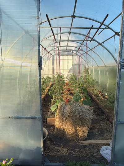 This image shows the interior of a greenhouse with its doors open. The greenhouse has a translucent, ribbed plastic covering supported by a metal frame. Inside, rows of young plants, likely tomatoes and cucumbers, are growing in pots and directly in the ground. The ground is covered with straw and some wooden planks. A bale of straw is prominently placed in the center of the greenhouse floor, illuminated by sunlight filtering through the roof. Red ropes are suspended from the ceiling, presumably to support the growing plants. In the foreground, on the left, a single pink flower is visible outside the greenhouse. The scene appears to be a garden or agricultural setting, possibly in Kansk, Russia, given the context. There are no people or animals visible in the image.