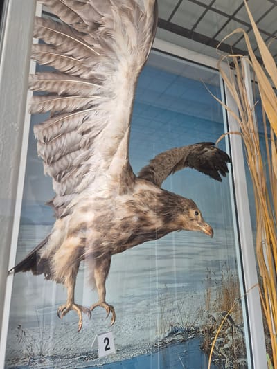 The image depicts a taxidermied bird of prey, potentially an eagle or similar raptor, displayed in what appears to be a glass enclosure or museum exhibit. The bird is positioned mid-flight, with its wings outstretched and talons extended. It has brown and gray plumage. A small number "2" is present near its talons, possibly an exhibit label. Above the bird, some dried grasses or reeds are visible. The background suggests an outdoor setting, possibly a marsh or lake scene, which could relate to the species or the environment of Srebarna, Bulgaria.