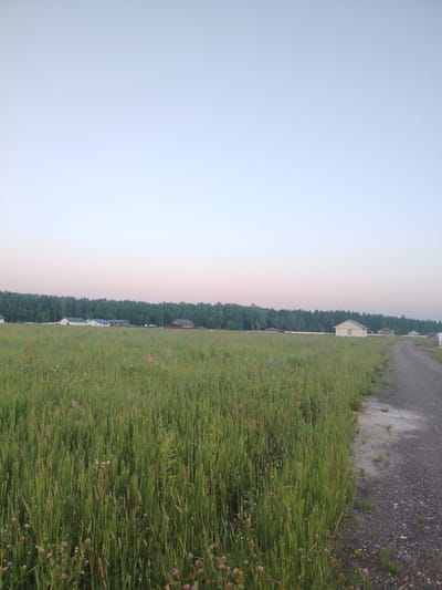 The image depicts a rural landscape in Rastunovo, Russia, characterized by a vast field of tall green grass and wildflowers. The sky above is clear and transitions from a pale blue at the zenith to a soft pinkish hue near the horizon, suggesting either dawn or dusk.
In the middle ground, a dense line of trees forms a dark green border, beyond which several houses and buildings are visible. These structures appear to be part of a residential settlement. On the right side of the image, a gravel road runs alongside the field, leading into the distance. The road is flanked by the tall grass and wildflowers, with some patches of bare earth and scattered pebbles visible. The overall impression is one of a tranquil, undeveloped rural setting.