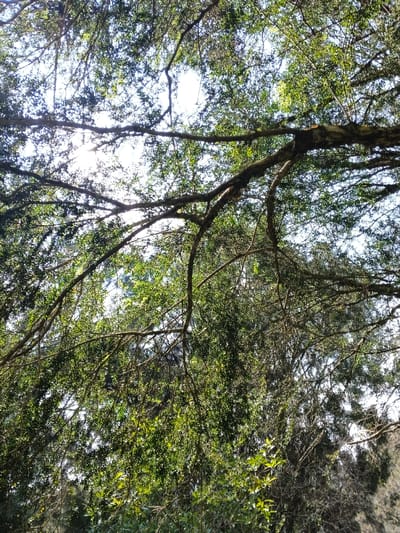 The photograph captures a dense canopy of trees from a low-angle perspective, looking upwards towards the sky. Bright sunlight filters intensely through the abundant green foliage and the intricate network of branches, indicating a clear and sunny day. The sky itself is mostly obscured by the tree cover, but its brilliance suggests strong daylight, likely midday or afternoon.
Thick, dark tree branches, some appearing gnarled, extend across the frame, creating a natural overhead structure. Beneath these larger branches, numerous smaller, leafy branches hang and crisscross, heavily laden with lush green leaves. The leaves, predominantly small and clustered, are illuminated by the sun, showcasing a dynamic interplay of bright highlights and dappled shadows. This creates a rich texture throughout the scene.
No people, animals, or any specific activity are visible, emphasizing the natural and undisturbed serenity of the environment. The scene evokes a sense of being immersed within a forest or a heavily wooded area, characteristic of a vibrant natural landscape. The image reflects the natural beauty and tranquility found in Leuro, Timor-Leste, under a brilliant sun. There is no visible text in the image.