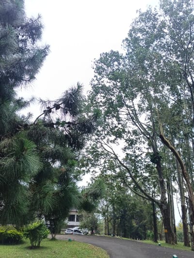 A tranquil scene showcases a paved road curving through a landscape of lush greenery and tall trees. On the left, a pine tree with dense needles and visible pine cones dominates the foreground. In the background, a building can be seen nestled among the trees. Parked cars hint at human presence, while the overall impression is of a serene and natural environment. The sky is overcast, creating a soft and diffused lighting.