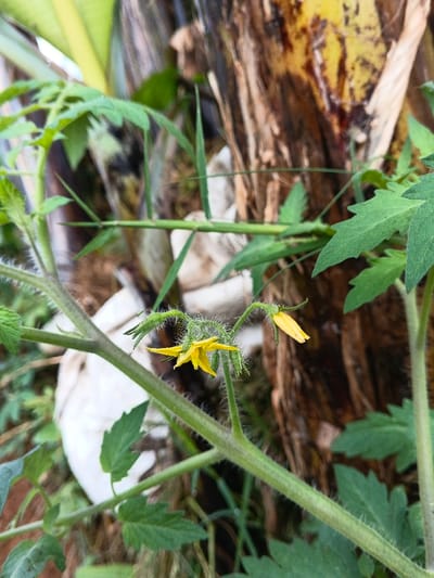 A close-up showcases tomato plants with distinctive fuzzy stems and green leaves. Two small, yellow, star-shaped tomato blossoms are prominently displayed. The background is a mix of textures, with a thick, rough tree trunk or plant stem, tinged with brown and yellow hues. A white object, possibly plastic or fabric, adds a lighter element to the scene.