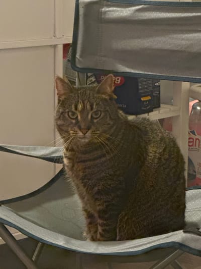 A tabby cat is perched within the confines of what appears to be a fabric storage container with a light gray color and a dark blue trim, likely positioned on a shelf within a room. Other objects are visible on the shelf behind the cat, including containers of pasta and other items in a domestic setting. Based on the fact that the city of Châtenay-Malabry, France was provided, this is likely where this photograph was taken, though the location cannot be confirmed from the image.