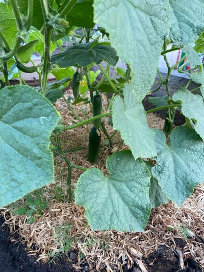 This media file showcases a close-up view of a cucumber plant growing in a garden. The primary subjects are the large, textured green leaves of the cucumber plant and several small, developing cucumbers. The plant is supported by vines and tendrils, some of which are wrapped around a thin string or wire, suggesting it is being trained to grow upwards. A few small yellow flowers are also visible, indicating the plant is in its flowering and fruiting stage.
The setting appears to be an outdoor garden. The ground around the plant is covered with mulch, likely straw or dried grass, with some dark soil visible. Small, wispy green weeds are growing amongst the mulch. In the background, there is a hint of a wooden fence or structure, and a bit of a colorful, possibly plastic object is partially visible, suggesting it might be a planter or garden marker.
The image is taken from a top-down perspective, looking into the dense foliage of the plant. The lighting suggests it could be daytime, possibly overcast or early morning/late afternoon, as there are no harsh shadows. The overall impression is one of natural growth and a garden environment. No people are visible in the media. There is no visible text. The location context of Әуезов ауылдық округі, Kazakhstan, places this image in a rural or agricultural setting within that region.