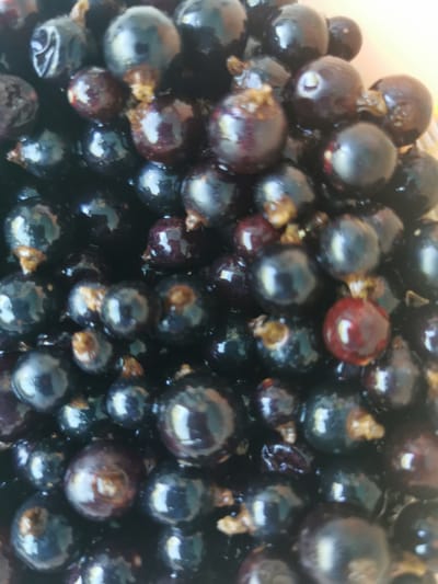 The image displays a close-up, overhead view of a large cluster of ripe blackcurrants. The berries are dark purple to black and appear plump and juicy, with a glossy sheen from a light source, possibly the sun or overhead lighting. Some of the berries have small, light brown stems still attached. There are also hints of lighter red or maroon berries interspersed within the predominantly black ones. The texture of the berries is evident, with some showing slight indentations and imperfections. The overall impression is one of a fresh harvest, possibly intended for consumption or processing. The background is out of focus and appears to be a light-colored surface, perhaps a bowl or a countertop. The setting is likely domestic or agricultural, given the subject matter. There is no text visible in the image. The lighting suggests it could be daytime, but no specific time of day is discernible. The location context of Pociumbeni, Moldova, aligns with the cultivation of berries. The image conveys a sense of natural abundance and freshness.