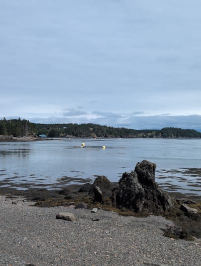 The image shows a coastal scene in West Isles Parish, Canada. In the foreground, a rocky beach is covered with pebbles and larger stones, with dark green seaweed and barnacle-encrusted rocks interspersed. A prominent cluster of dark, jagged rocks sits on the right side of the beach, partially submerged in the water. The water is calm and reflects the overcast sky, with patches of seaweed visible just below the surface. In the middle ground, a calm body of water stretches towards a tree-covered coastline. Several yellow buoys are visible in the water, with one large yellow buoy situated on a floating platform. A small blue building is visible on the distant shore, nestled amongst the trees. The background consists of a dense evergreen forest that covers rolling hills, with a cloudy sky overhead. The overall impression is a quiet, natural coastal landscape on a cloudy day. There are no people visible in the image.