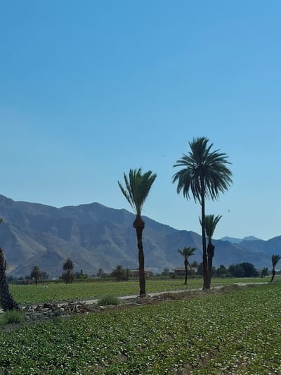This media file depicts an agricultural field in Granja de Rocamora, Spain, under a clear, bright sky, suggesting a sunny day. The scene is dominated by a lush green field, likely crops, with some plants exhibiting white or light-colored blooms. The field stretches towards distant, arid mountains that form a dramatic backdrop. Several palm trees are scattered throughout the landscape, adding to the tropical or Mediterranean feel of the location. The orientation of the image is unusual, appearing to be taken sideways or from an angle that distorts the typical perspective. There are no people or specific objects of interest beyond the natural elements and the agricultural setting. The overall impression is one of a rural, sun-drenched environment focused on cultivation.