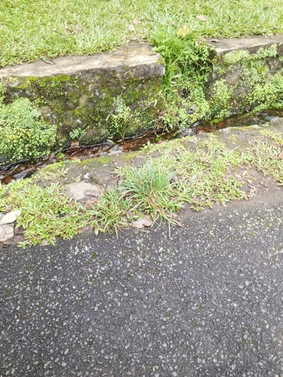 This image depicts a ground-level scene in Hinabangan, Philippines. The foreground is dominated by a dark gray asphalt road surface, characterized by embedded light-colored aggregate. Adjacent to the road, a narrow strip of dark earth supports sparse green vegetation, consisting of small leafy plants and grasses. Beyond this strip, a shallow, dark-bottomed drainage channel, approximately 10-15 cm in width, traverses the frame horizontally, containing still, dark water. The far edge of the drainage channel is defined by a concrete curb, approximately 20-30 cm in height, which exhibits significant weathering and is heavily covered in vibrant green moss and various small, light green herbaceous plants. Above the concrete curb, the ground is covered by a dense expanse of uniform green grass. No human subjects, animals, or active events are depicted.