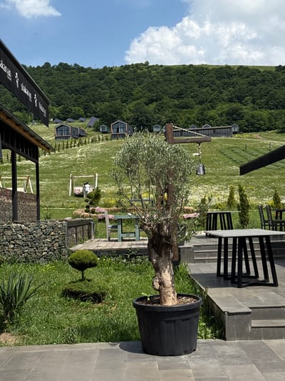 This image depicts an outdoor seating area in Dsegh, Armenia. In the foreground, a large black planter contains a young olive tree with a gnarled trunk. To the right, several black metal tables with matching chairs are set on a stone patio with steps. Behind the patio, a wooden deck features a table and chairs. A rustic stone wall, constructed from gabion baskets, forms a barrier to the left. Beyond this, a grassy lawn is dotted with small bushes and a conical evergreen. In the mid-ground, a wooden swing set with two people seated on it is visible. Further into the background, a hillside is covered with lush green trees and a field of small white flowers. Several modern, dark-colored cabins with distinctive rooflines are nestled into the slope, some with solar panels. The sky above is blue with scattered white clouds. The overall impression is a tranquil, scenic outdoor space integrated into a natural hillside environment.